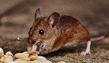 24 Hour & Emergency Exterminators in Hillsboro, IN